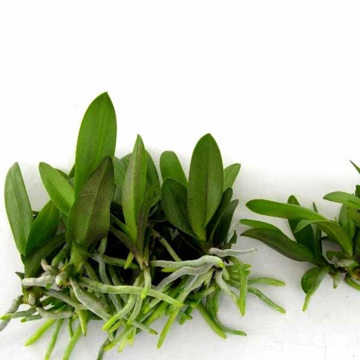 Phân bón kích rễ N3M 100gr