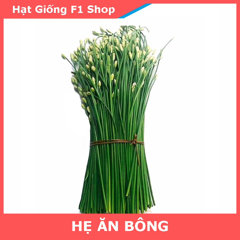 Hạt Giống Hẹ Ăn Bông Ngon Ngọt