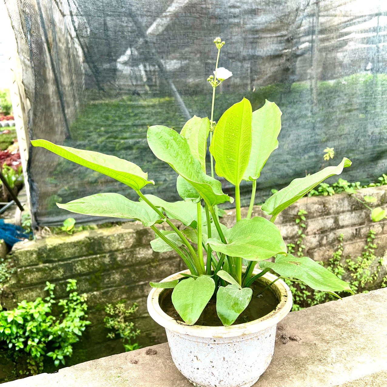 Cây Bách thuỷ tiên size trung (ảnh thật số 2)