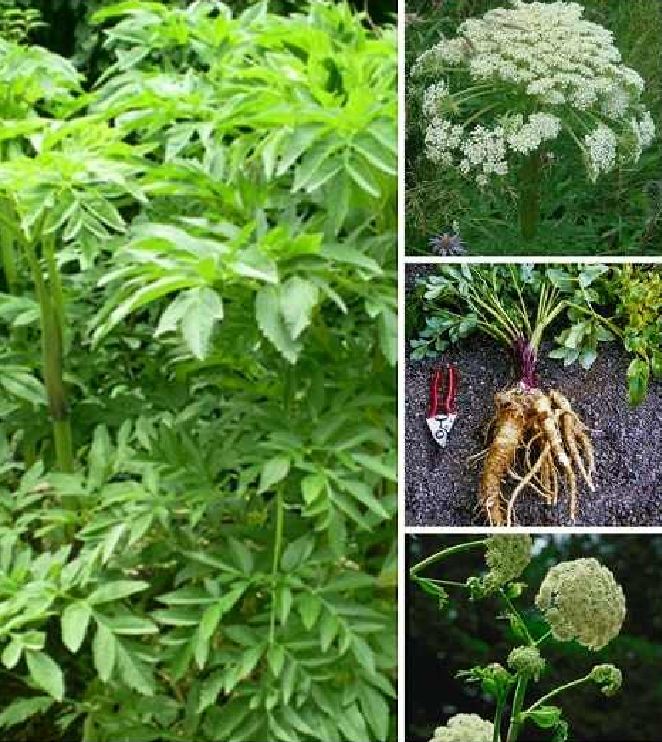 Hạt giống Bạch chỉ -cây dược liệu - 50 hạt/gói