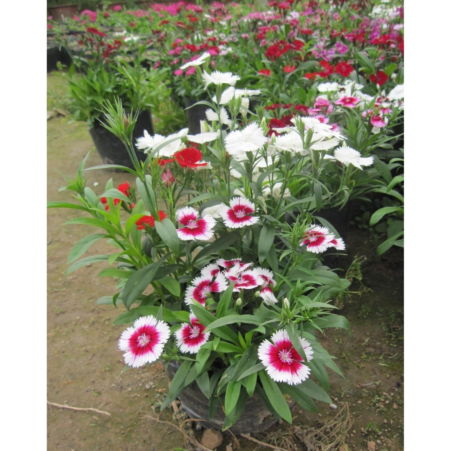 100 Hạt giống Cẩm chướng đơn mix (tặng Kích nẩy mầm, Hướng dẫn ươm)