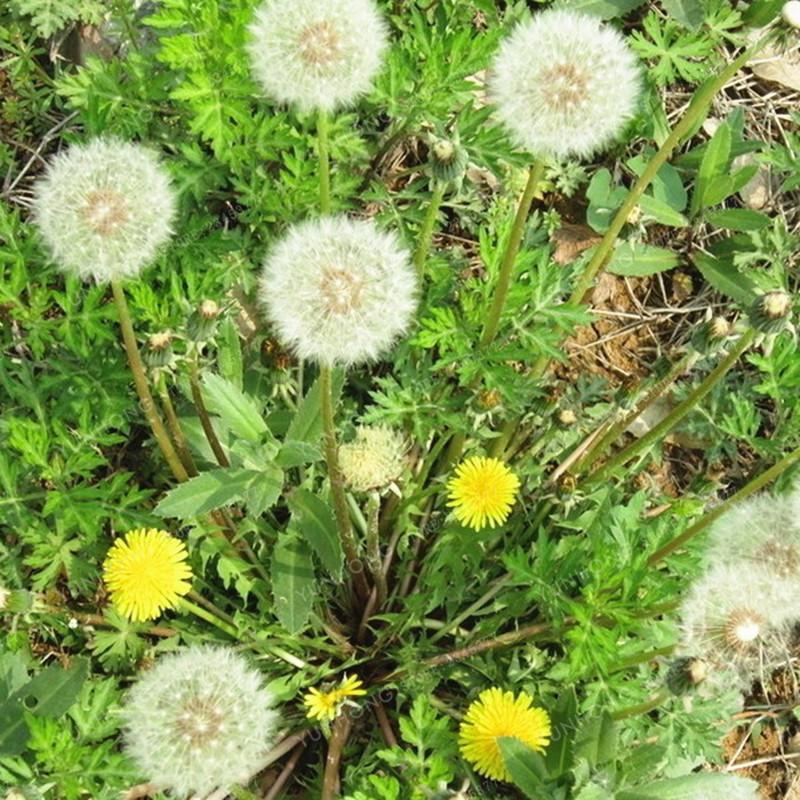 Taraxacum Seeds