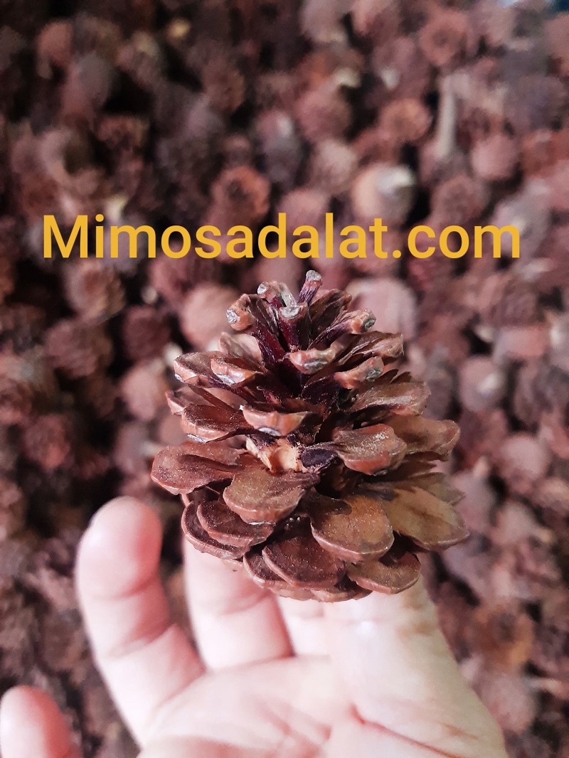1kg Trái thông khô loại lớn