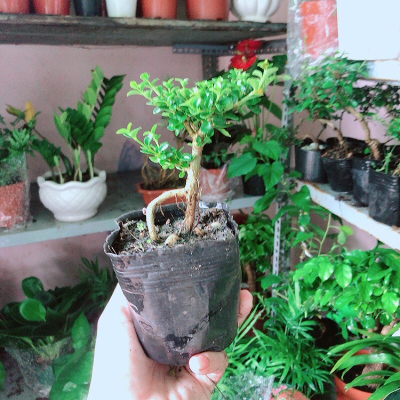 [HCM]Sam Hương Bonsai Mini