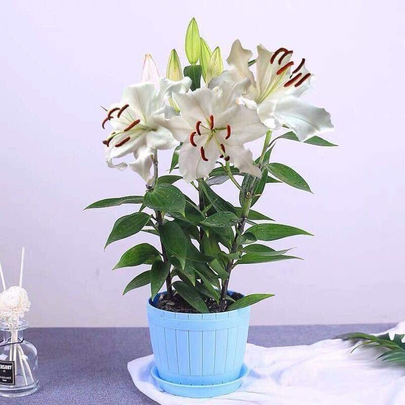 COM BO 3 CỦ HOA LY LÙN HÀ LAN-củ giống