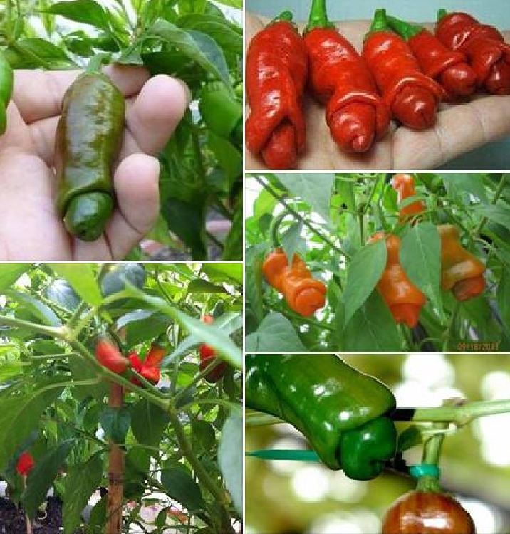 Hạt giống ớt peter - gói 10 hạt