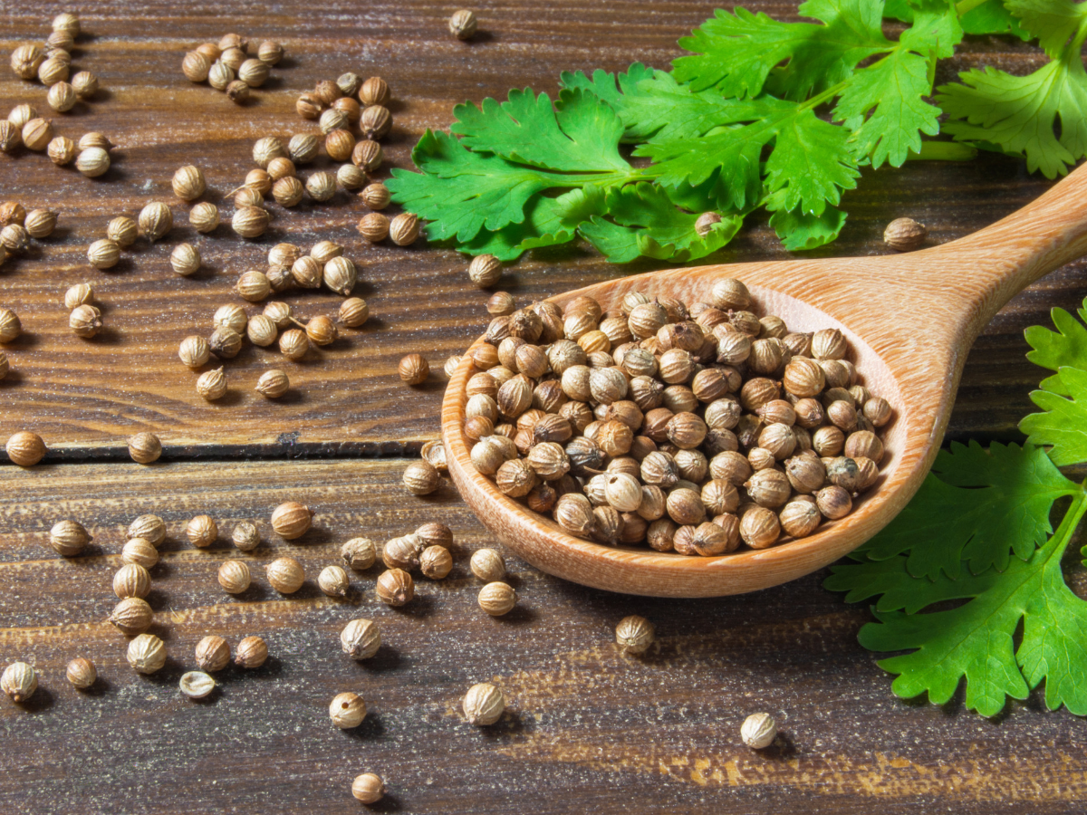 🌿 HẠT NGÒ (RAU MÙI) CORIANDER SEED ẤN ĐỘ 500G – GIA VỊ THƠM NỒNG, CHUẨN ẨM THỰC Á CHÂU 🌿