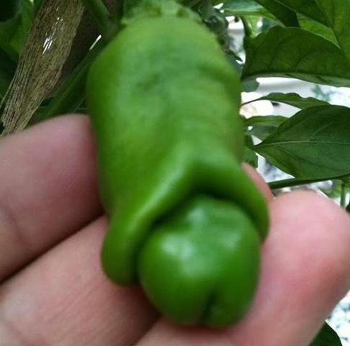 5 Hạt giống Ớt peter (ớt cu tý) - Giống sai quả