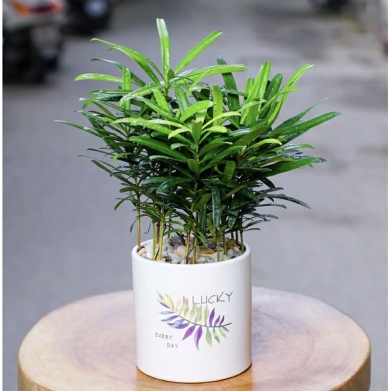 ♤♤ Cây giống tùng la hán - vạn niên
