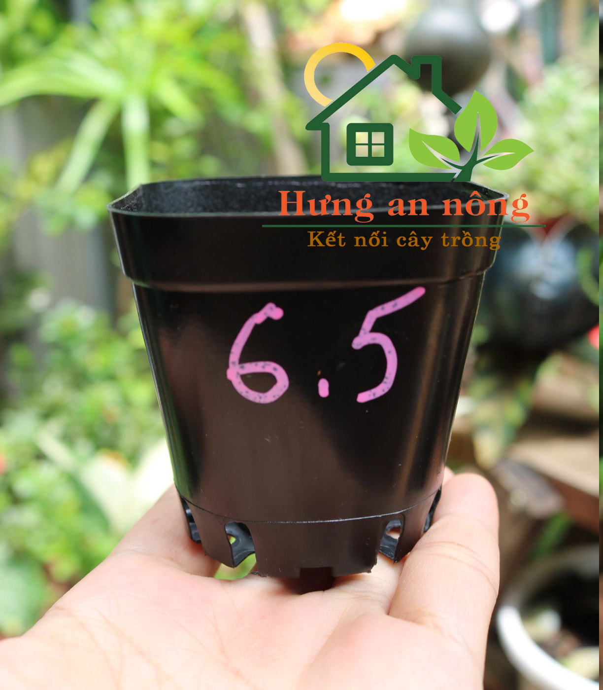 Combo 50 chậu vuông size 6.5x6.5cm - trồng sen đá bonsai xương rồng có 7 màu chọn.