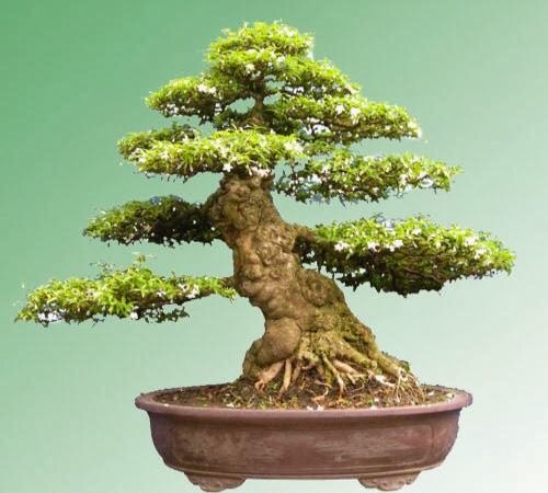 CÂY MAI CHIẾU THUỶ DÁNG BON SAI GỬI ĐI HÌNH CUỐI