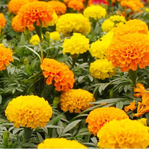 hạt giống hoa Cúc vạn thọ Pháp