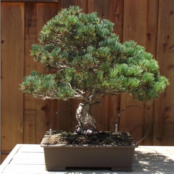 [5 packs] - Japanese pine seeds