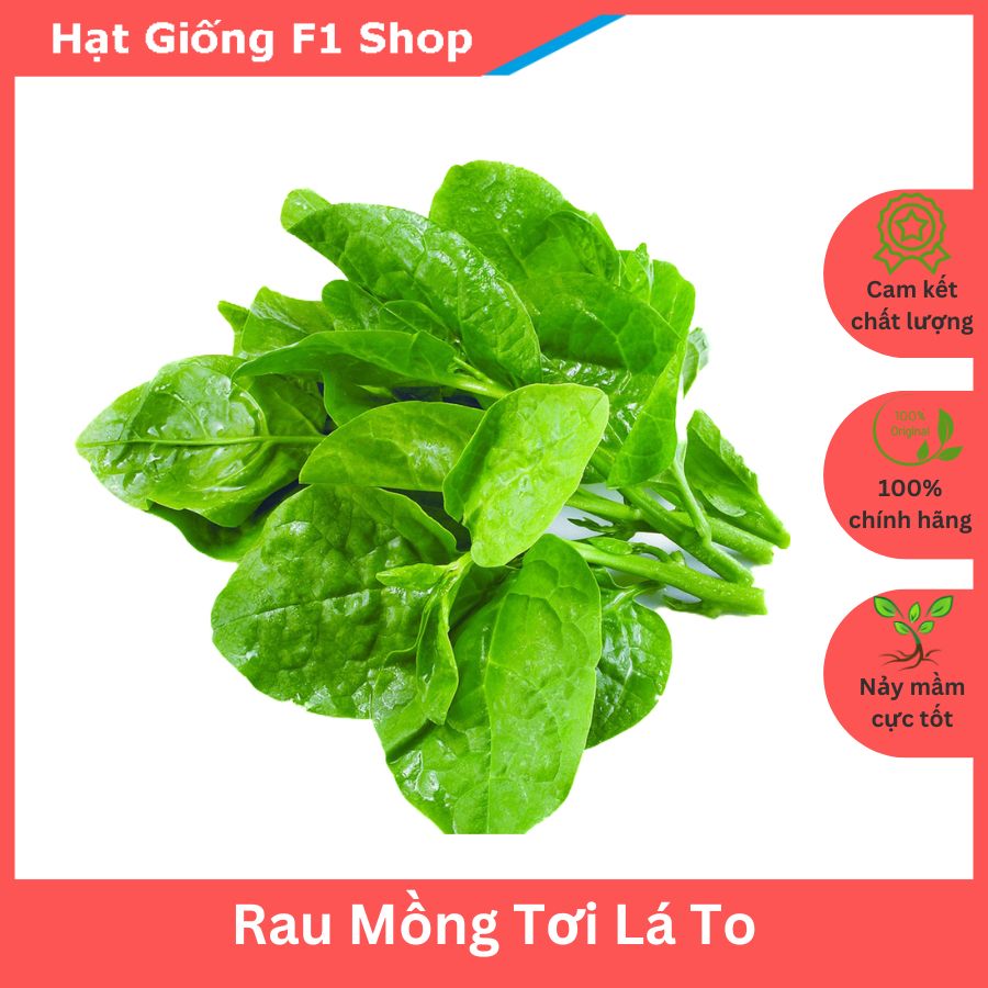 Hạt Giống Rau Mồng Tơi Lá Tròn To