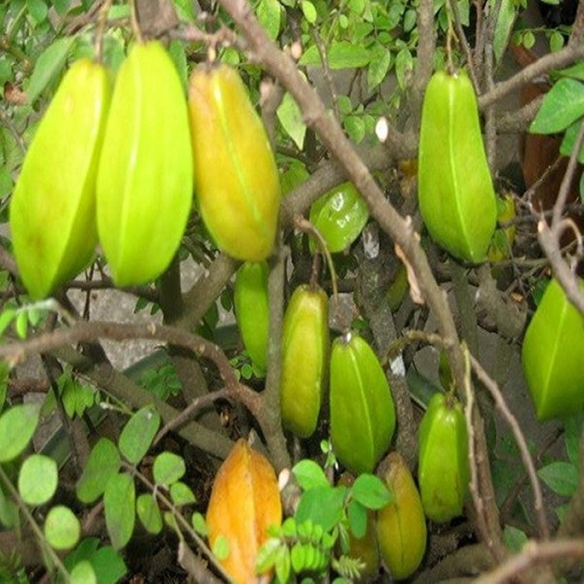 Hạt giống Khế chua