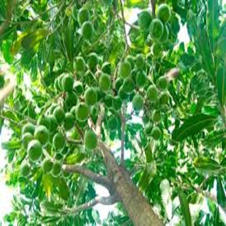 CÂY MACCA GIEO HẠT + Tặng 2 Cây Quế Giống