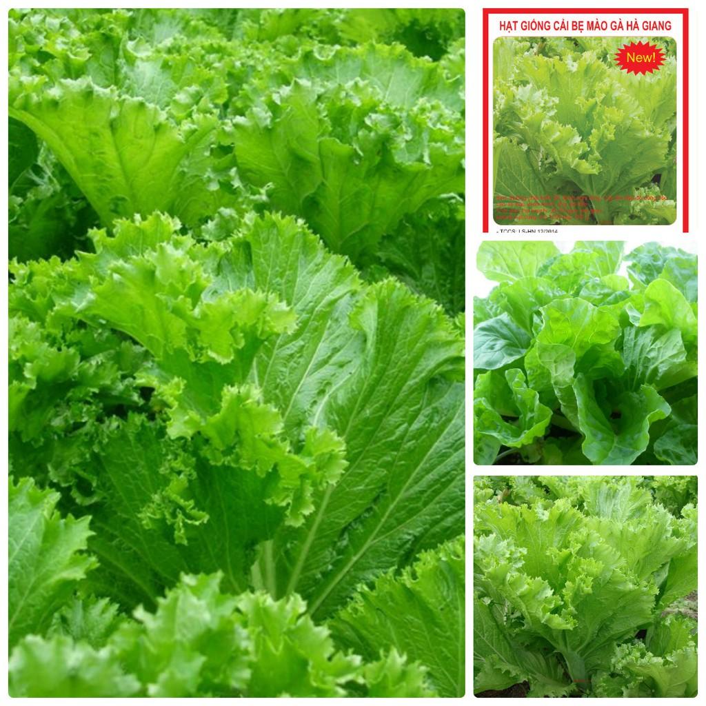 Hạt Giống Cải Bẹ Mào Gà Lá To, Sinh Trưởng Mạnh (Gói 20 Gam ~ 2000 hạt)