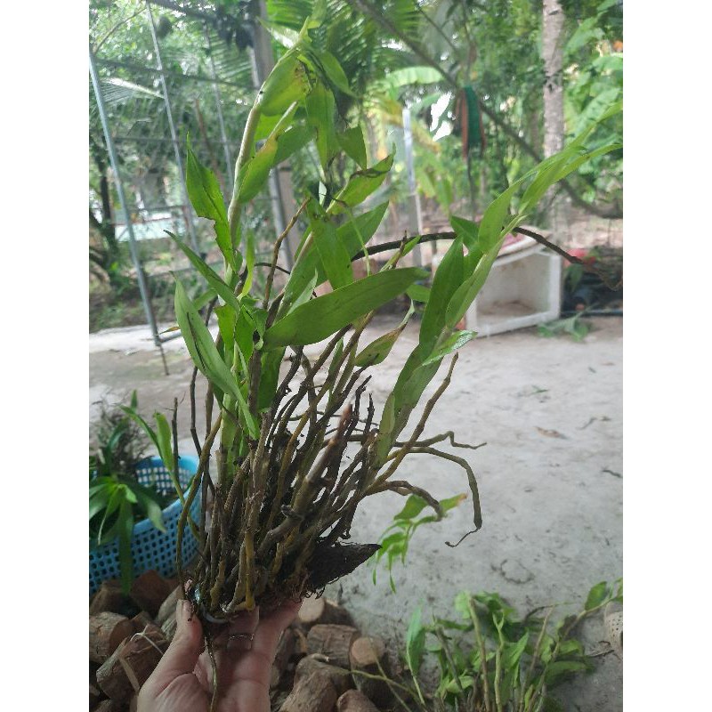 Lan rừng Hương vani đã thuần gỗ.