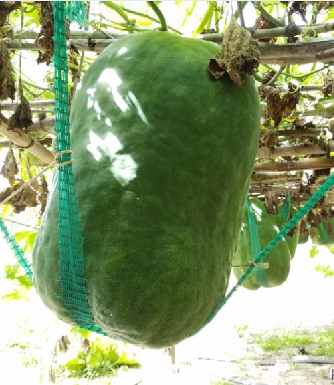 Hạt Giống Bí Đao Khổng Lồ - Gói 5 hạt - VTNN2