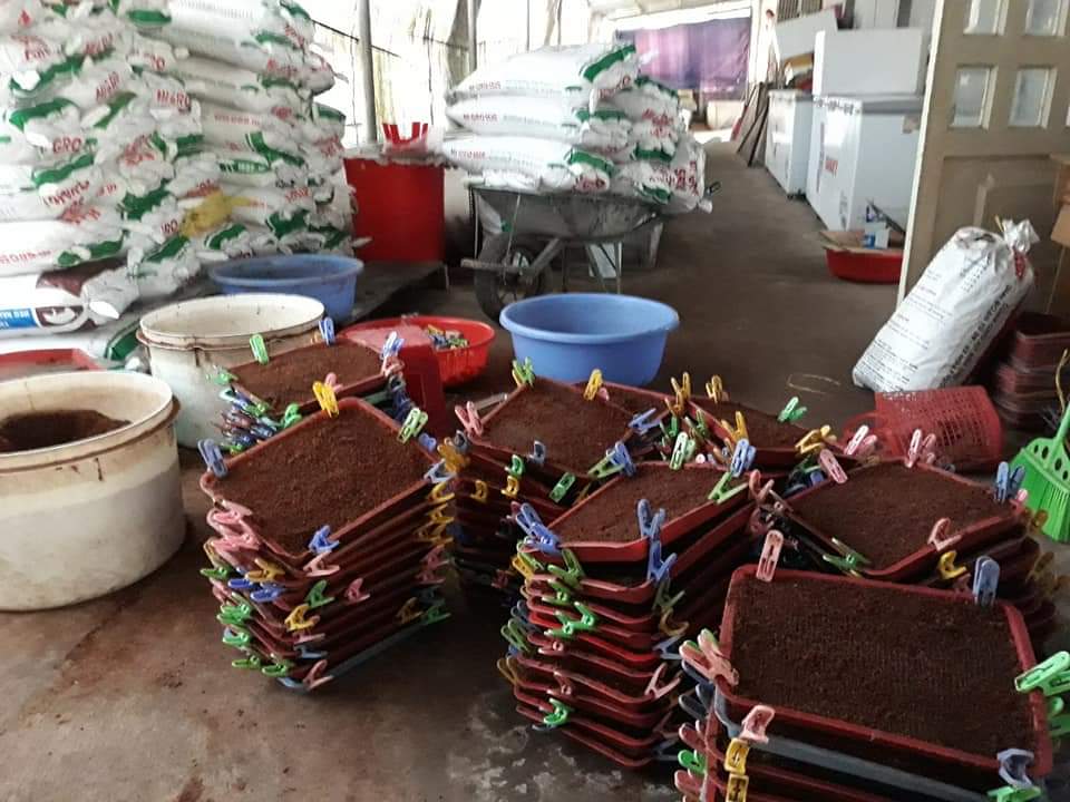 [HCM]Khay trứng dế