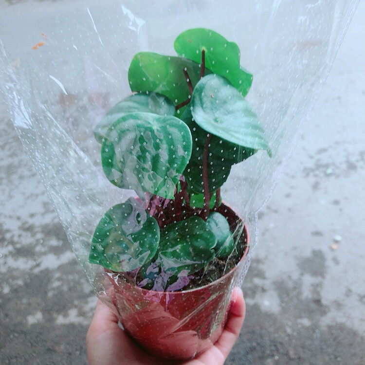 Cây lá dưa hấu