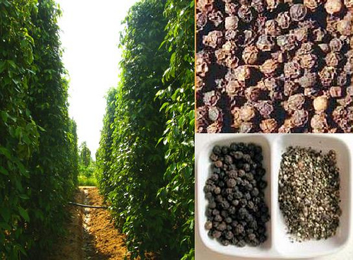 Hạt tiêu đen nhà trồng - Loại 1kg