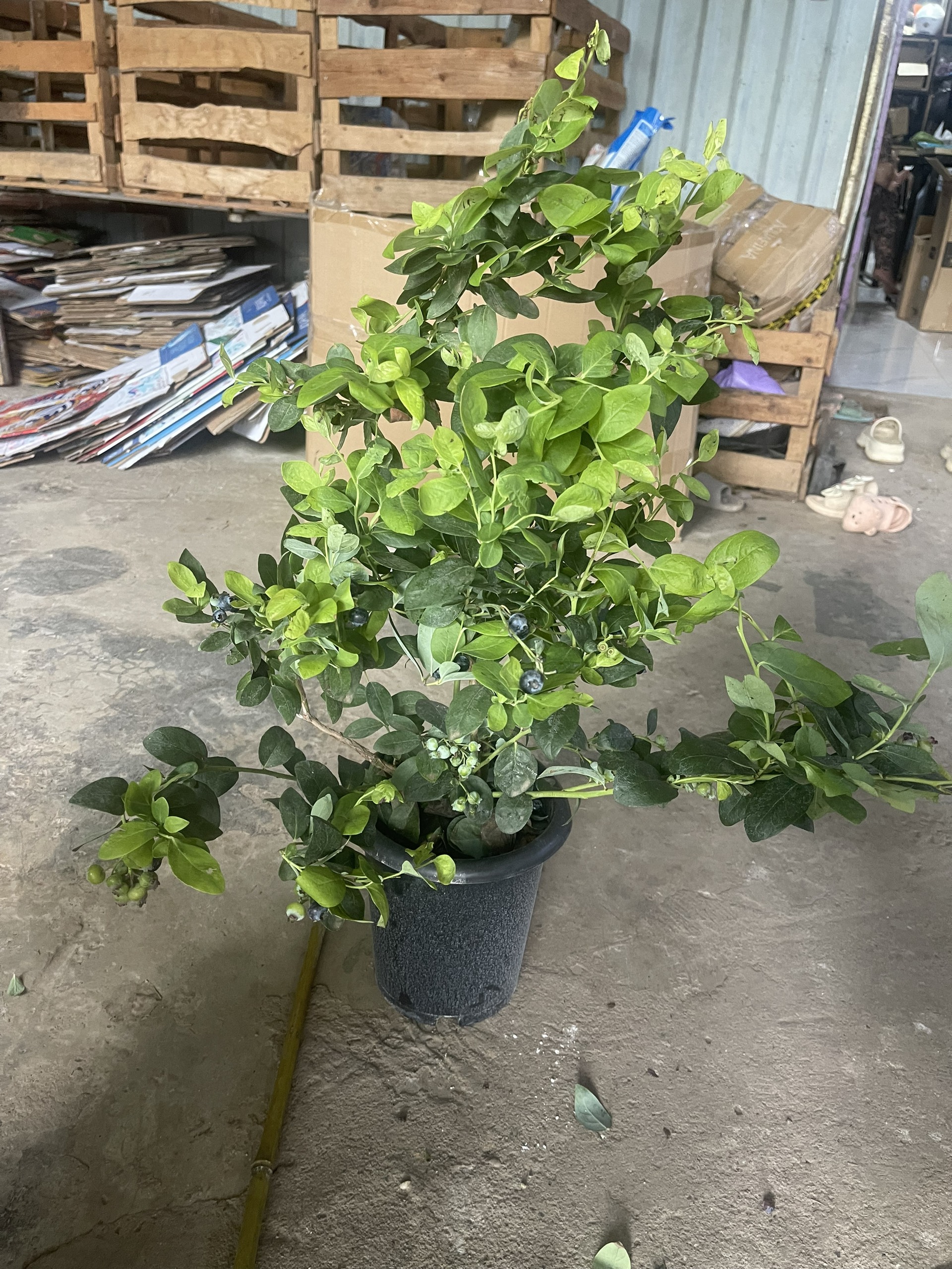 Cây Việt Quất tứ quý (Blueberry) trưởng thành ra trái 4 mùa quanh năm - giống siêu trái cao 40-60cm