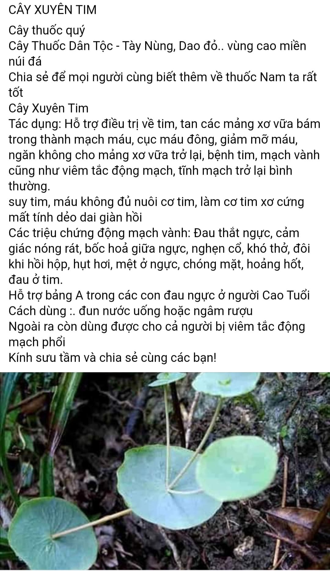 200 gram Cây xuyên tâm khô