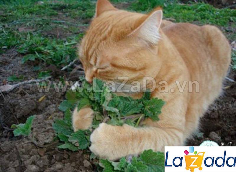 [HCM]500.HẠT Hạt Giống Catnip / Cỏ Mèo (| C26*X33)