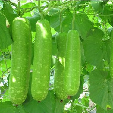 10H - #Hạt_Giống_Bầu_Sao_Dài_Ngắn ( tặng kèm kích mầm và phân bón )