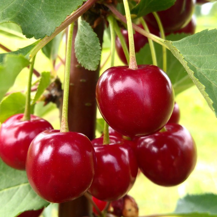 Hạt Giống Cây Cherry ( AnhĐào ) F1 CT296 - Gói 10 hạt