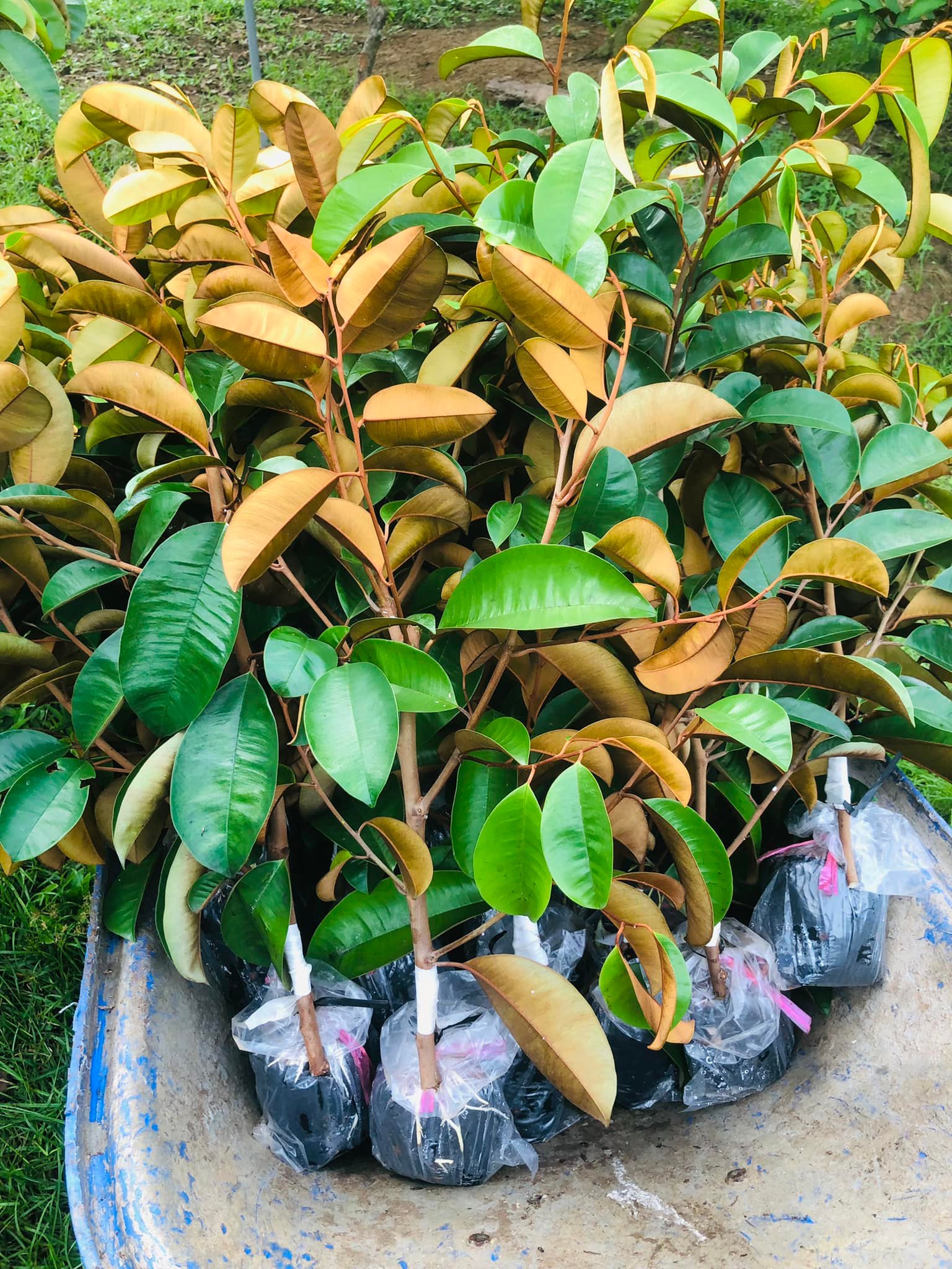 Câu VÚ SỮA TÍM MICA GHÉP HÀNG CHOAI (tem chuẩn giống)