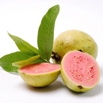 CÂY GIỐNG ỔI SẺ - CÂY GIỐNG ỔI NHẬT- ỔI LÁ KIM