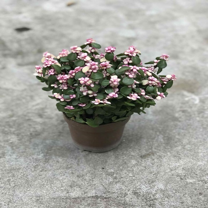 CHẬU CÂY SEN ĐÁ NGỌC BÍCH (SEN ĐÔ LA HỒNG)