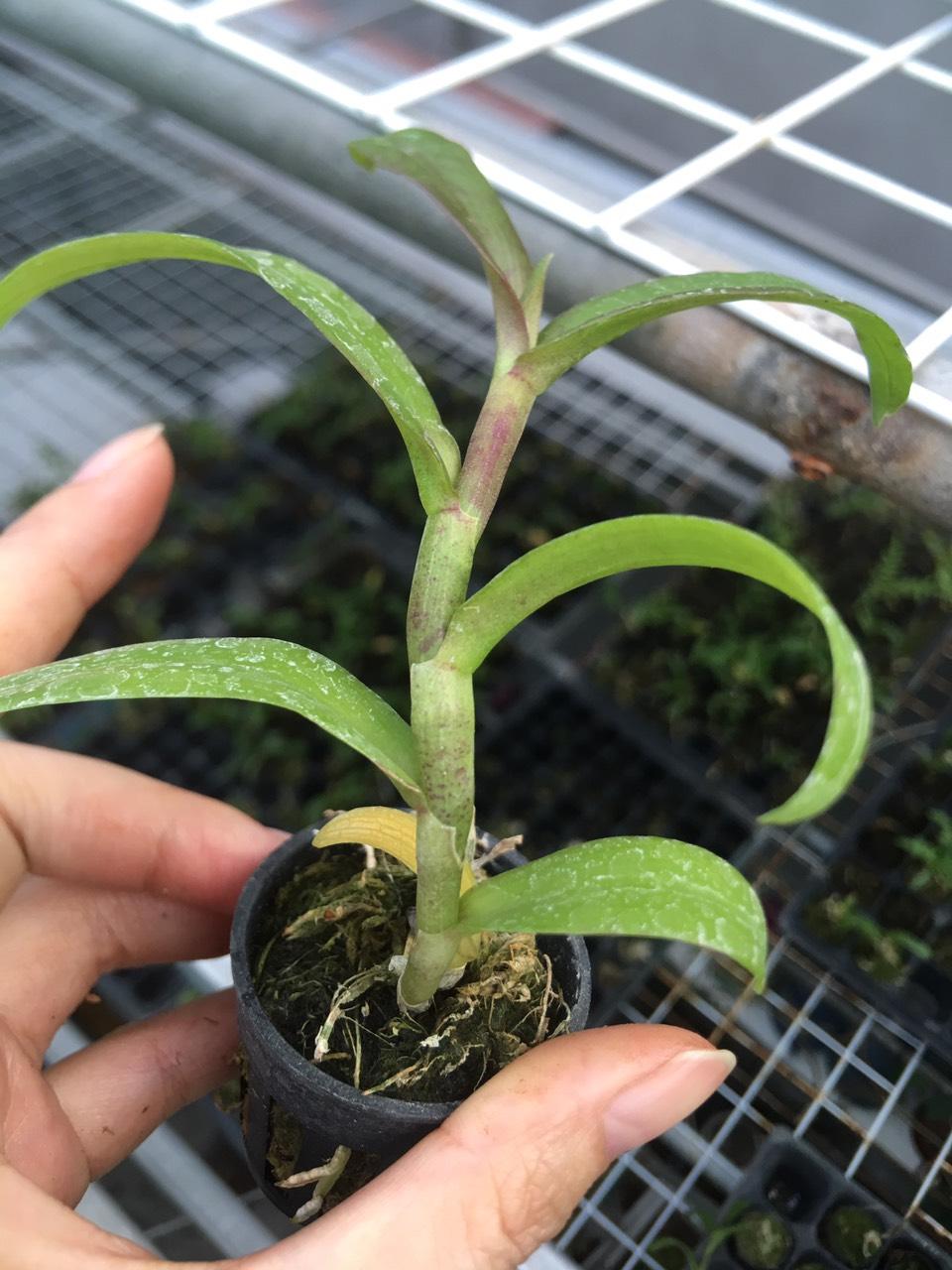 Phi điệp hòa bình lá mít cốc giống [Hỗ trợ vc]