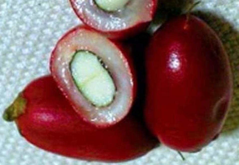 5 hạt cây thần kỳ