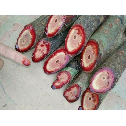 1kg Cỏ Máu (Huyết Đằng /Cỏ Béo) sấy khố