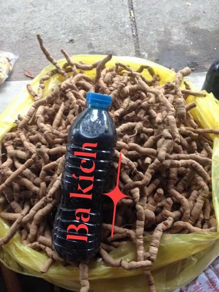 CỦ BA KÍCH RỪNG (TÍM) TƯƠI (HÚT CHÂN KHÔNG)