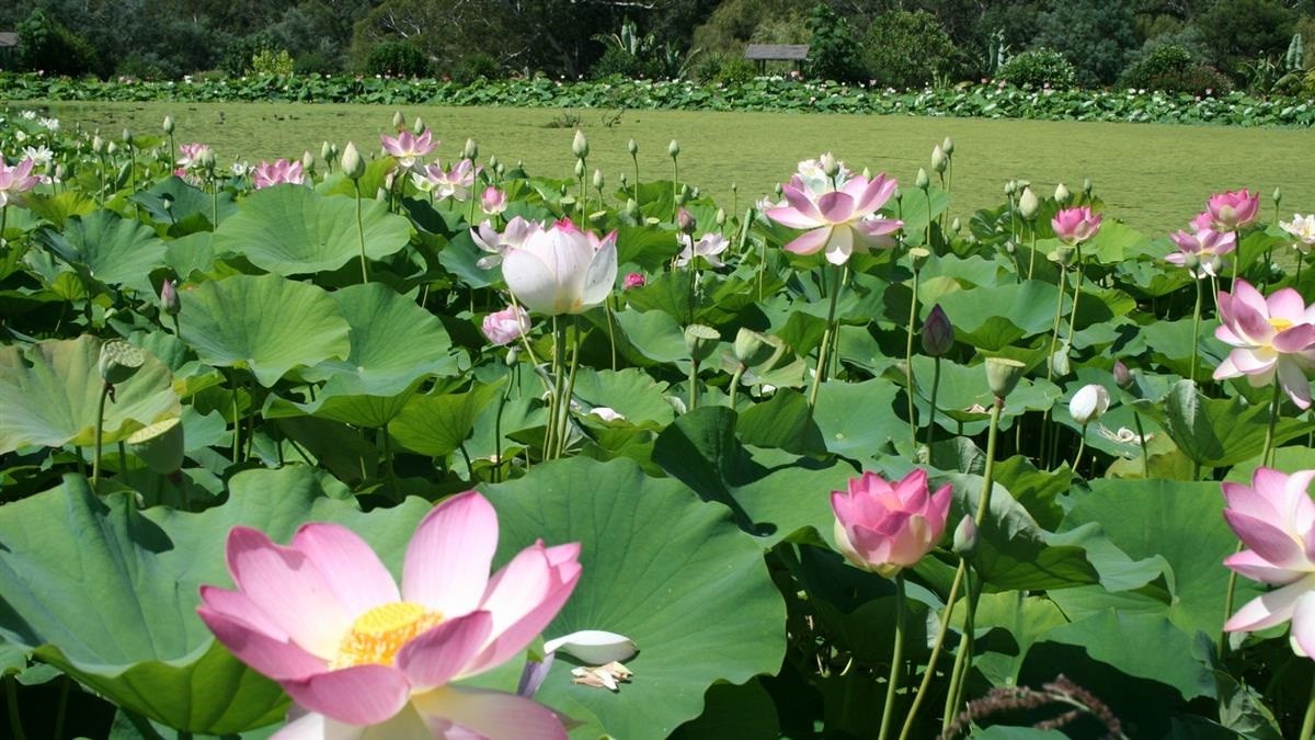 Hạt Giống Hoa Sen Lớn - Sen Ta - Gói 10 Hạt