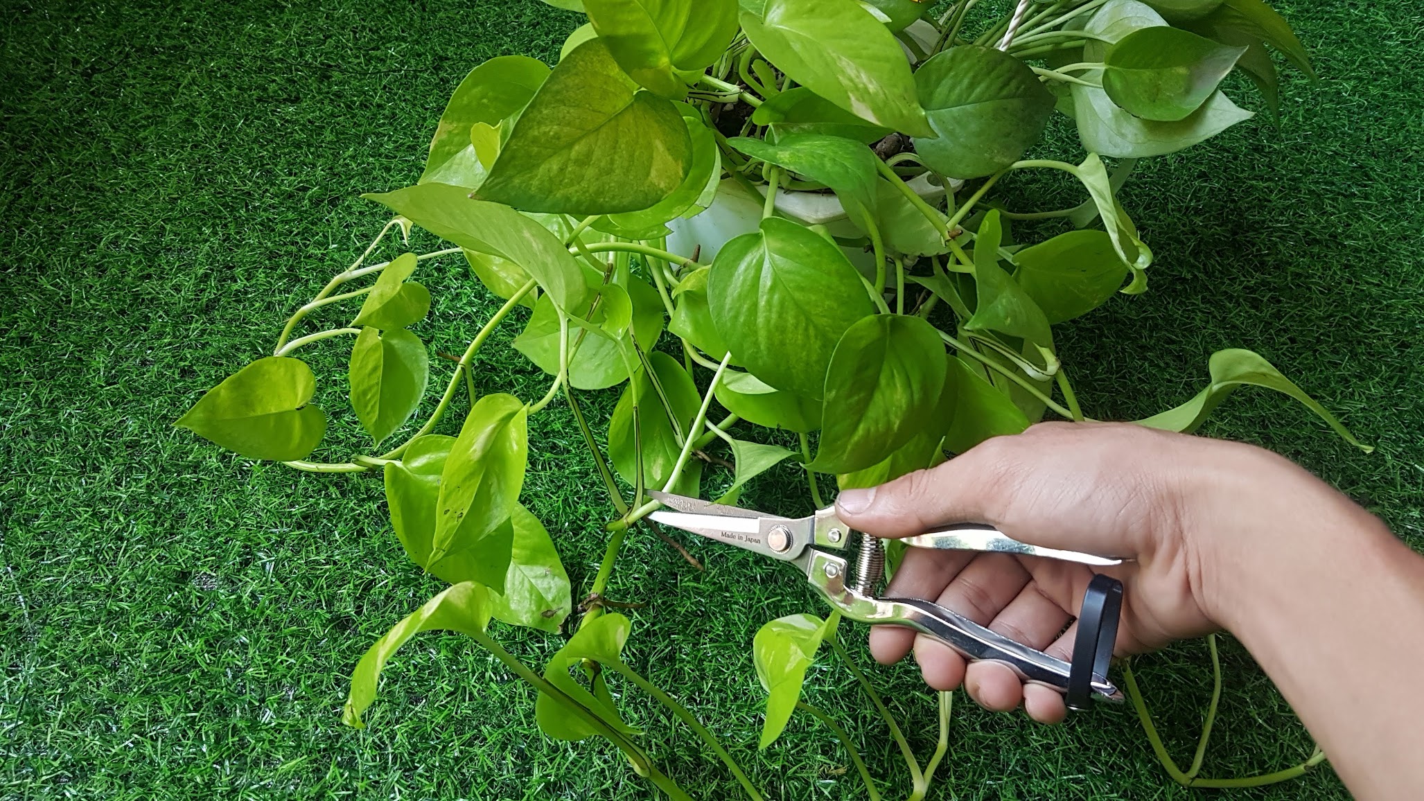Kéo nhọn răng cưa chuyên cắt cành hoa
