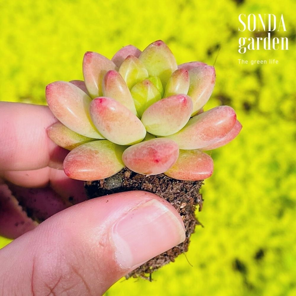 SEN ĐÁ SỎI THIÊN THANH SIZE MINI SIÊU CUTE LỖI 1 ĐỔI 1