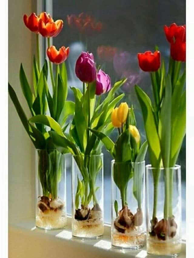 combo 5 củ giống hoa tulip-củ giống