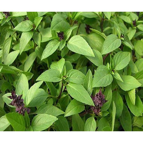 Hạt Giống Rau Húng Quế Thơm Gói 5gr rau hung que