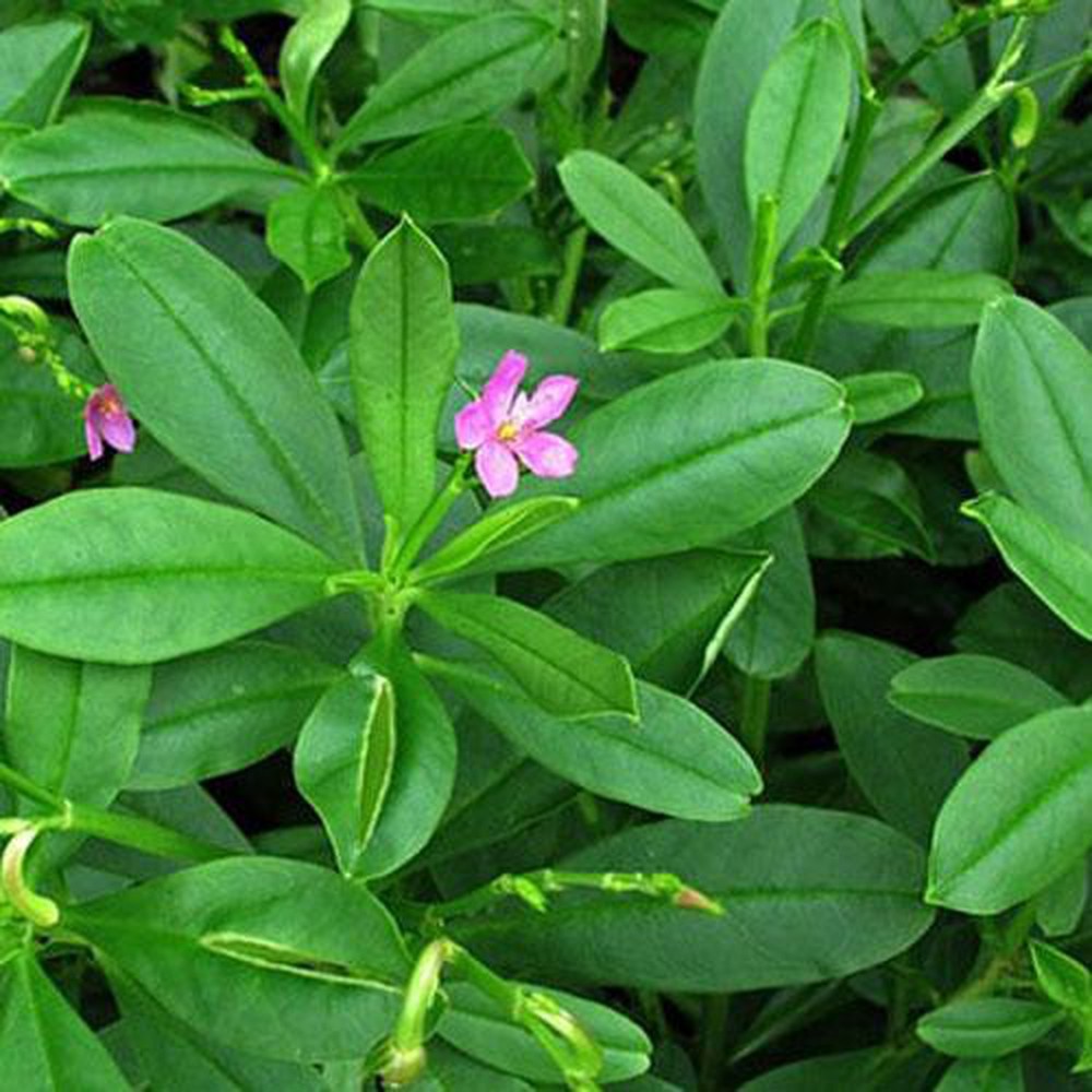 15 hạt giống Sâm Đất