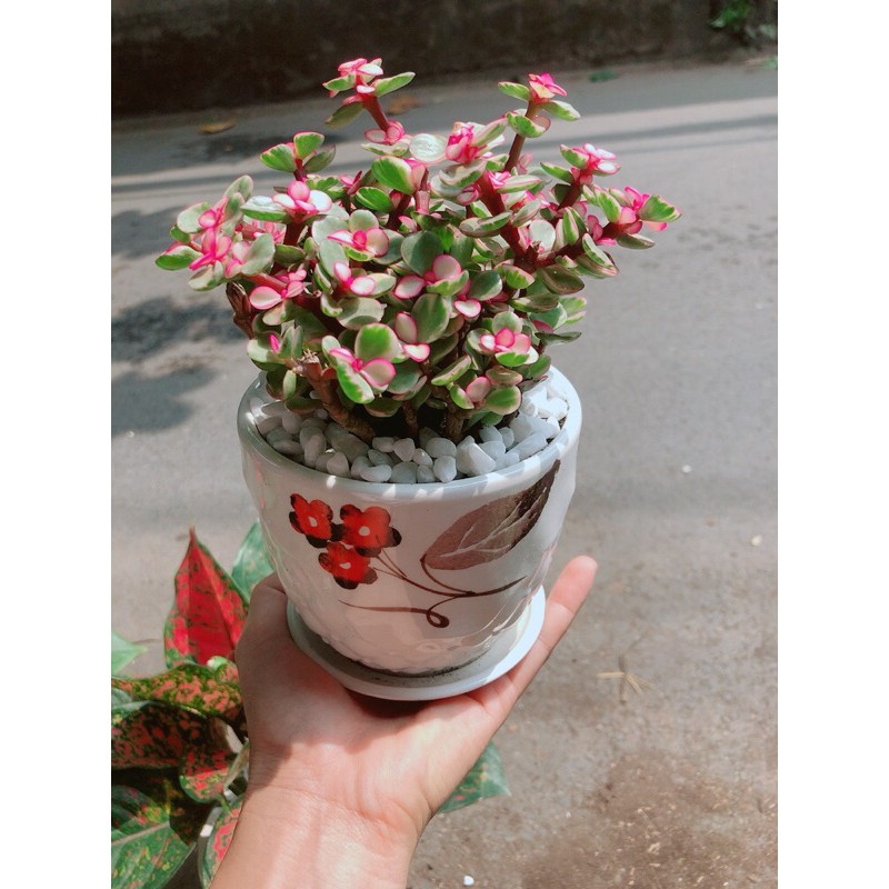 [HCM]Chậu Cây Cành Vàng Lá Ngọc