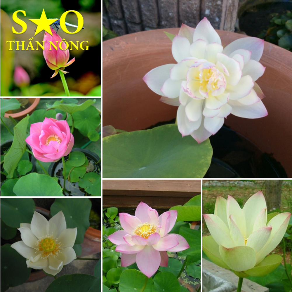 Hạt giống Sen Nhật mini - 5 hạt, nhiều màu