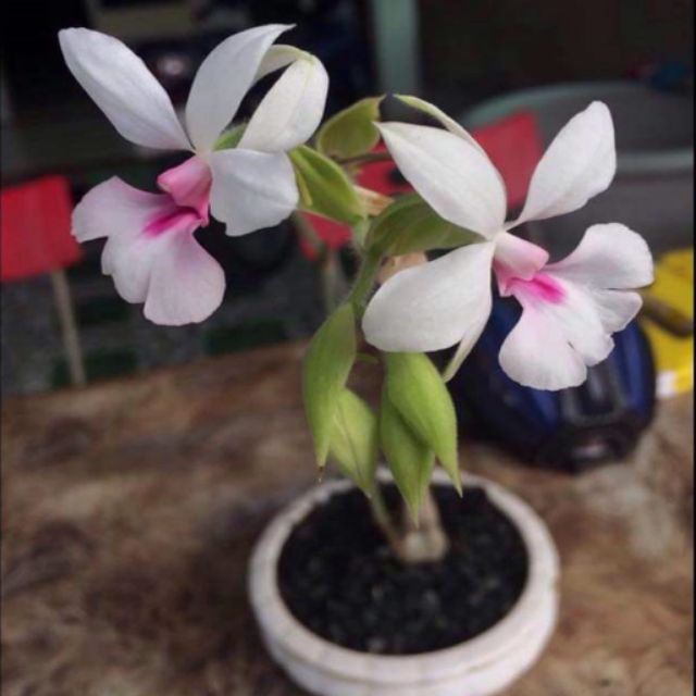 COM BO 3 CỦ túy lan- địa lan  rừng ninh thuận