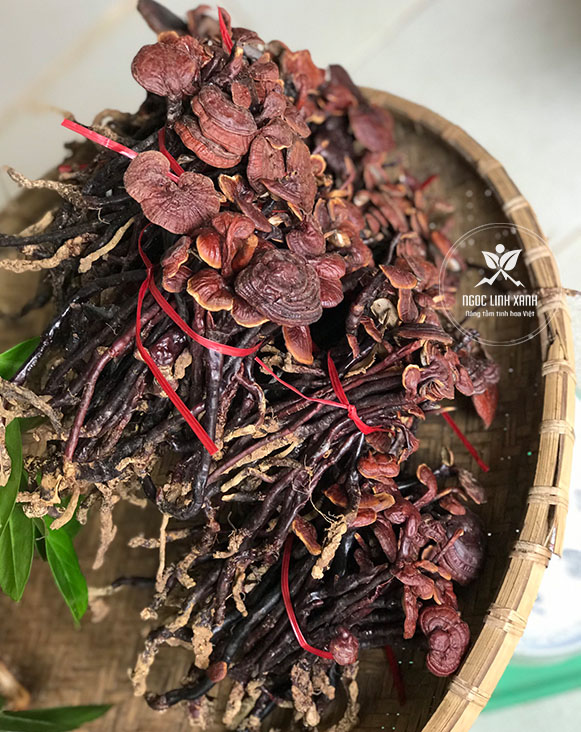 NẤM LINH CHI (CỔ CÒ) Khô chuẩn rừng