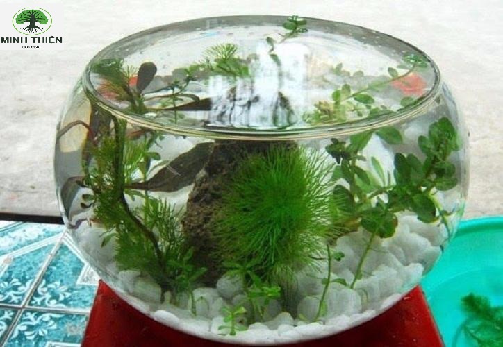 Bể Cá Thủy Tinh 13cm x 17cm - T11