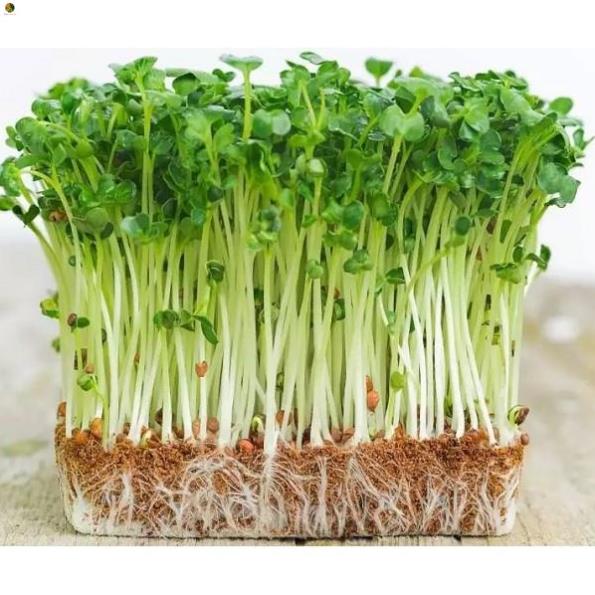 Hạt Mầm Cải Bẹ Xanh - Gói 50 gram